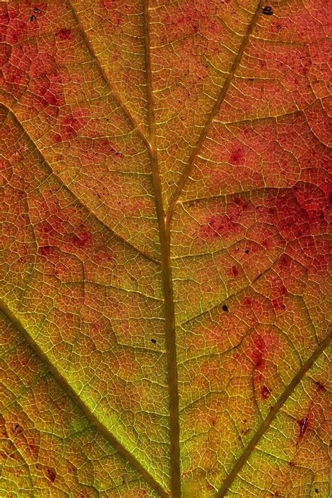 5k Free Download Leaf Veins Macro Autumn Hd Phone Wallpaper Peakpx