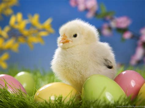 Wallpapers Funny Chicks Wallpapers Desktop Background