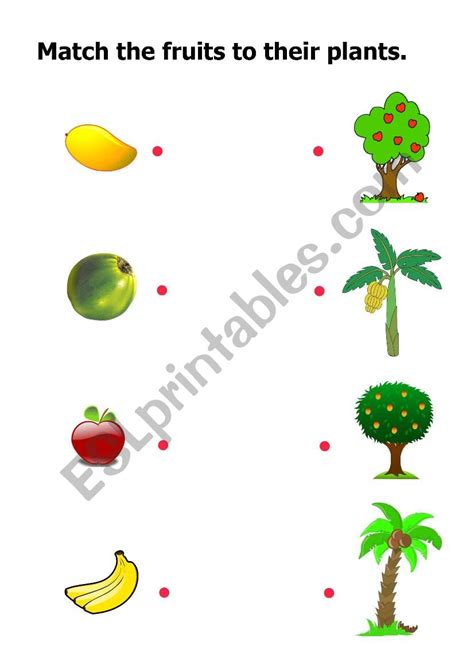 Fruits And Their Plants Esl Worksheet By Monmonkyiphyu