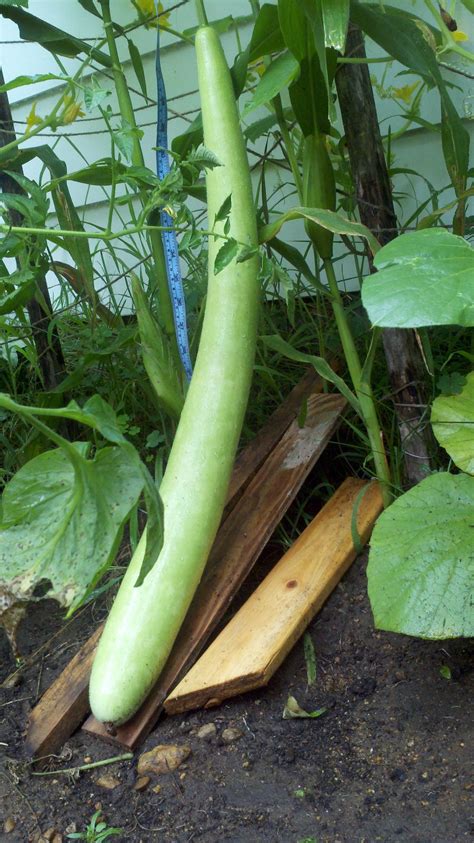 A Long Cucumber Sitting On Top Of A Piece Of Wood In The Dirt