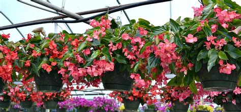 Click here to find the right ikea product for you. Top Hanging Baskets for Full Sun | Fairview Garden Center