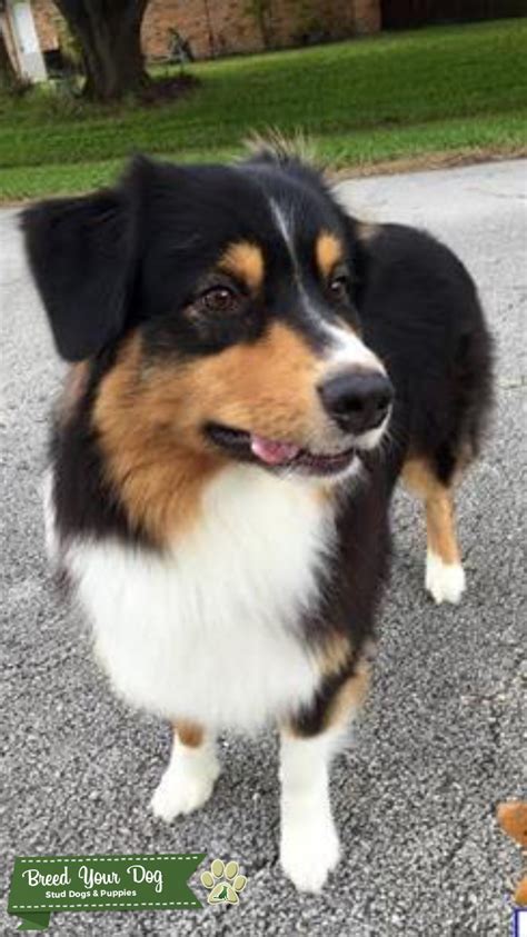 She likes with her family in hendersonville, nc and we love that they keep in touch with us! Stud Dog - Black Tri Australian Shepherd - Breed Your Dog