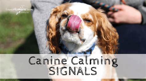 Learn To Speak Dog By Understanding Canine Calming Signals Gateway