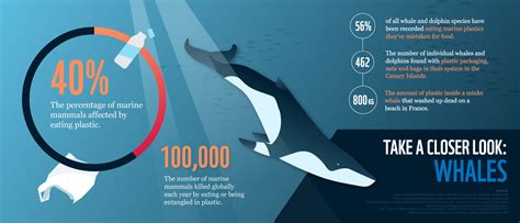 Plastic In Our Oceans Is Killing Marine Mammals Wwf