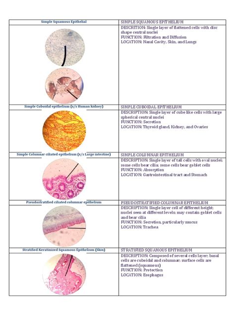 Different Types Of Tissue Pdf Epithelium Connective Tissue