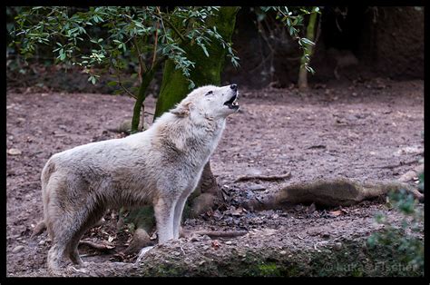 Heulender Wolf Foto And Bild Tiere Zoo Wildpark And Falknerei