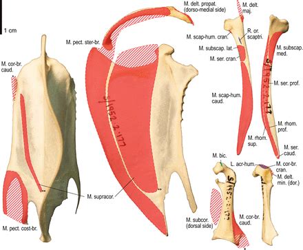 8 name the arteries and the nerves that coracohumeral ligament : Drag The Labels Onto The Diagram To Identify The ...