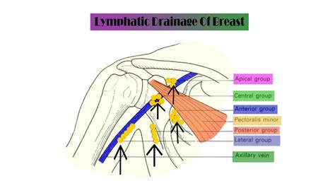 Anatomy Of Breast Lymphatic Drainage Youtube