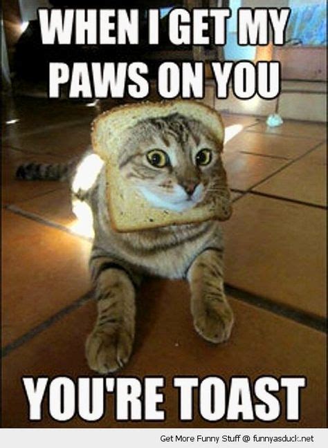 Funny Cat With Bread On Head Funny Cats Funny Animal Pictures Funny
