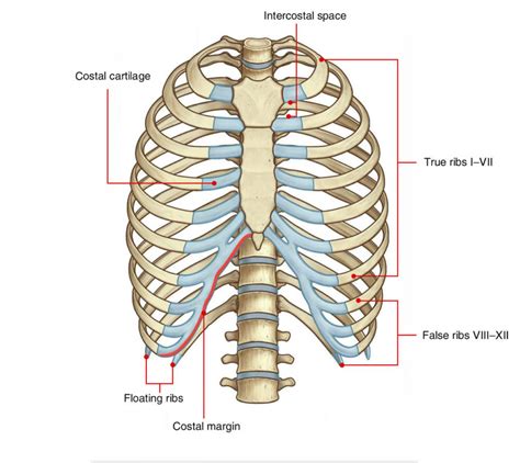 Intercostal Space Anatomy Earths Lab