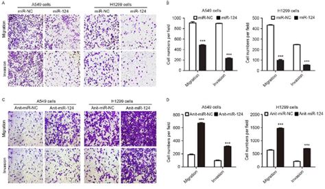 This usually does not mean that you have cervical cancer. miR-124 suppresses migration and invasion of NSCLC cells ...