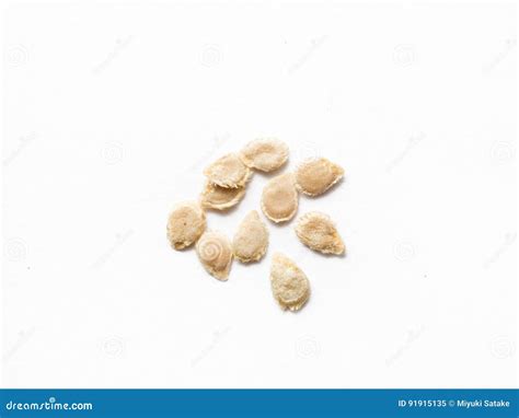 Tomato Seed Stock Image Image Of Plant Indoor Angle 91915135