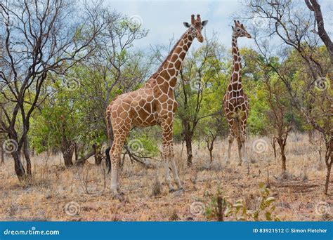 Pair Of Somali Giraffe Meru Np Kenya Stock Photo Image Of Jigsaw