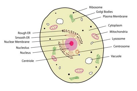 Structure of eukaryotic animal cell. eukaryotic cell labeled animal labelled med - Top Label Maker
