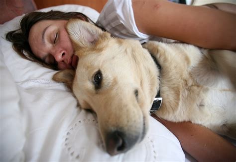Will Sleeping With Your Dog Make Him Aggressive Huffpost