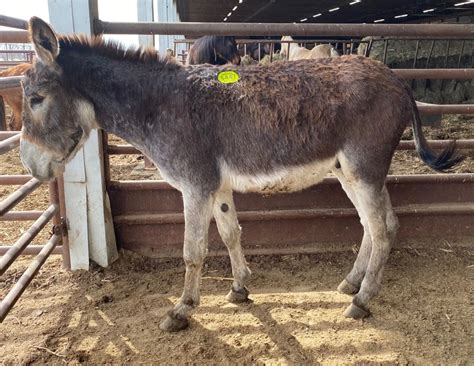 5447 Large Standard Browngrey Male Donkey Approx 3yo For Sale In