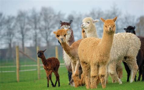 2024 Celebrating The International Year Of Camelids Civilsdaily