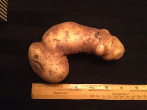 Photos Potatoes Shaped Like Penises Page 3 Sick Chirpse