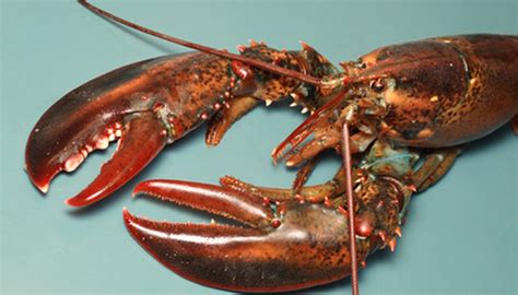 What Are The Main Predators Of Lobsters Sciencing