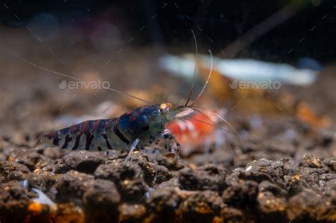 Dark Blue Tiger Golden Eye Dwarf Shrimp Look For Food On Aquatic Soil