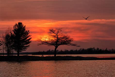 Detroit Point Seagull Sunset Photograph By Ron Wiltse Fine Art America