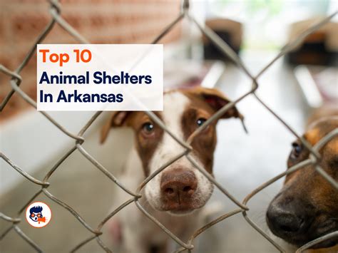 10 Arkansas Animal Shelters Choosing The Right Pet For You