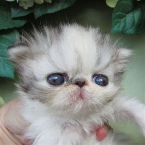 Teacup persian and kittens extremely popular among cat fanciers, and it's no wonder why! Adorable Purebred Persian Kittens available! for Sale in ...