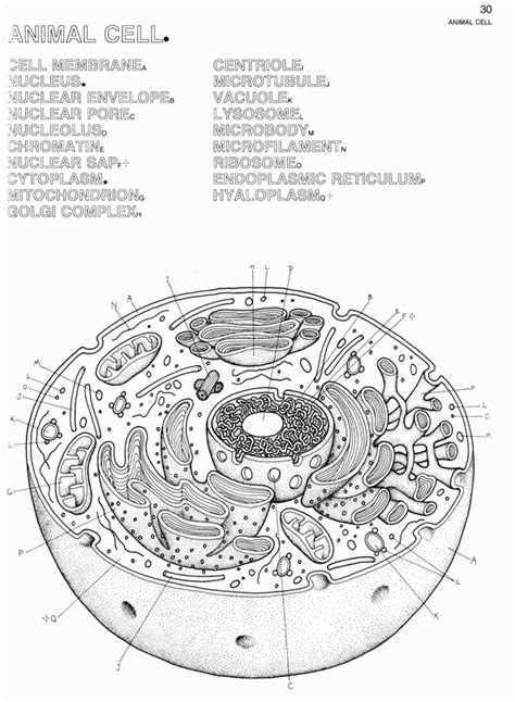 30 Animal Cell Diagram Clip Art Library