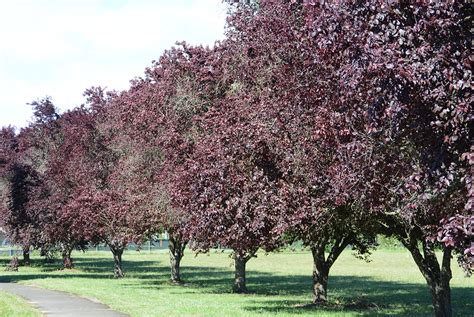 Prunus Cerasifera Thundercloud Landscape Plants Oregon State
