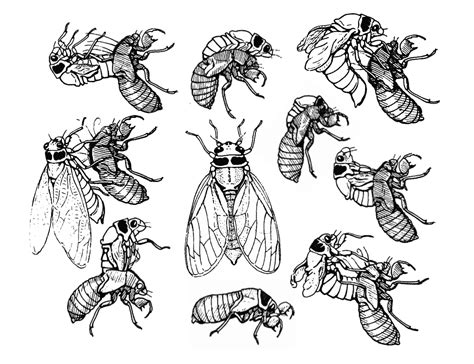 Cicada Scientific Illustration