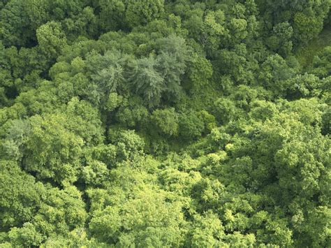 Aerial View Of Green Lush Forest Stock Photo