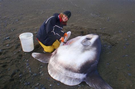 Scientists Only Just Discovered This Giant Fish