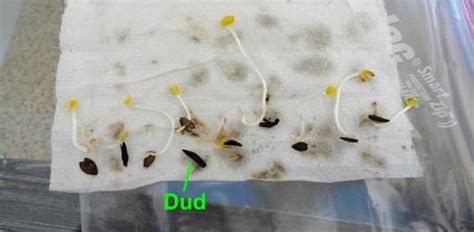 Germinating seeds in a bag is a fun way for kids to view how seeds transform into plants right before their eyes. 20 Gardening Tips and Clever Ideas That Every Gardener ...