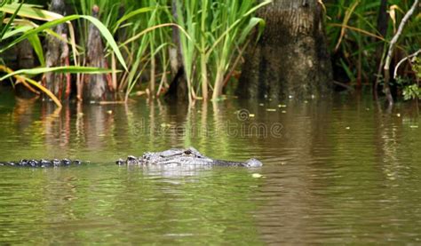 Alligator In Swamp Stock Image Image Of Dangerous Louisiana 10544581