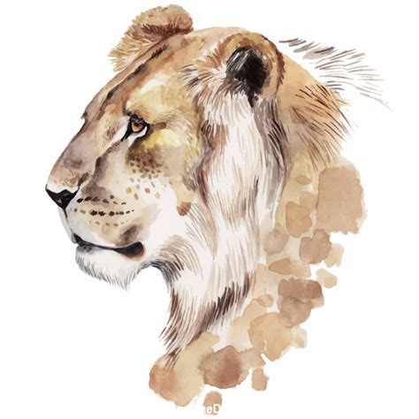 Lion Hand Drawn Watercolor Animals Vector Free Download