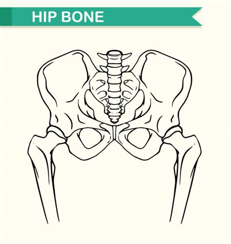 Clip Art Of A Hip Bone Anatomy Diagram Illustrations Royalty Free