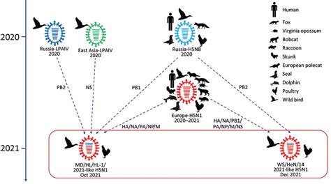 Figure 1 Highly Pathogenic Avian Influenza Virus H5n1 Clade 234