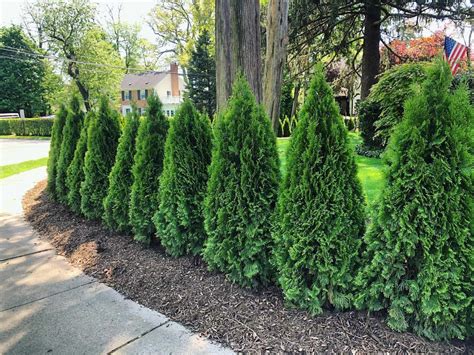 Privacy Trees And Evergreens Discount Plantings