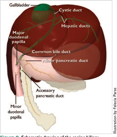 Dog Anatomy Pancreas