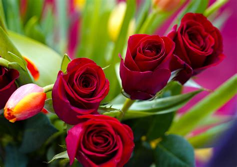 ASGCU Lopes and Roses - GCU News