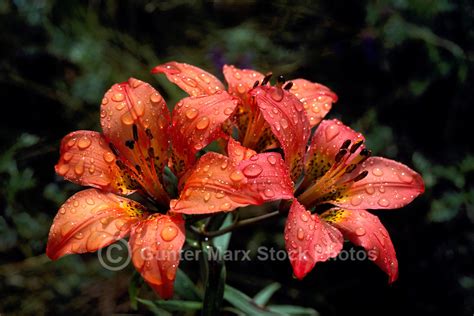 Wood Lily Lilium Philadelphicum Red Wildflowers Wild Flowers Pictures