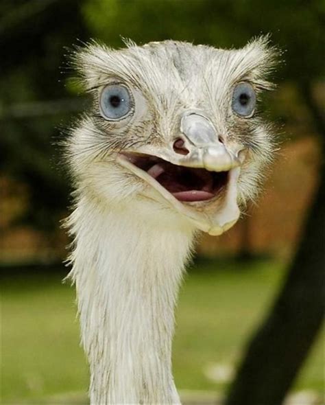 Cute Ostrich Laughing Funny Birds Funny Animal Photos Smiling Animals