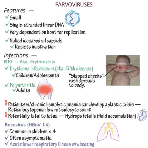 Immunologymicrobiology Glossary Parvovirus B19 Erythrovirus Draw