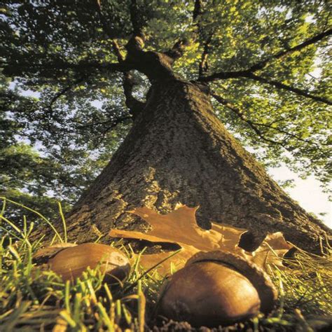 How much is mighty oaks from little acorns grow in gematria ? "Mighty oaks from little acorns grow" is an old time ...