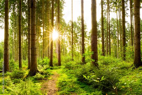 Beautiful Forest In Spring With Bright Sun Shining Through The Trees Stock Foto Adobe Stock
