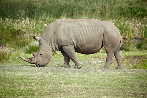 هل انقرض وحيد القرن