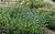 Clicking on a 'shop now' button will open a new tab to the website listed. Buy Yewtopia Plum Yew For Sale Online From Wilson Bros Gardens