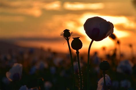Poppies Sunset Free Photo On Pixabay Pixabay