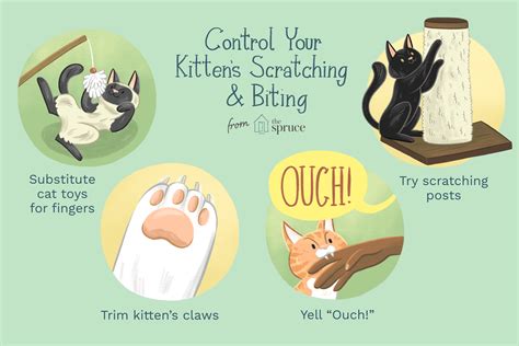 Reasons Why Kittens Scratch And Bite And How To Stop It