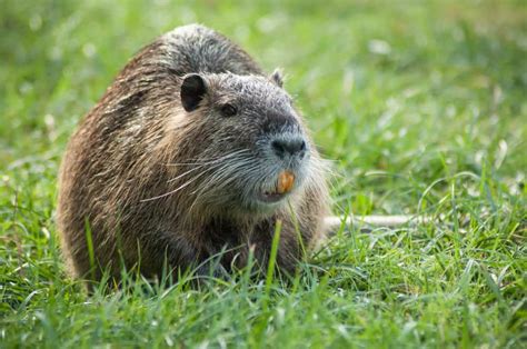 8 Animals Similar To Beavers Naturenibble